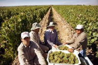 Jornaleros